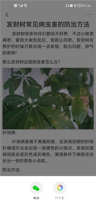 花医生