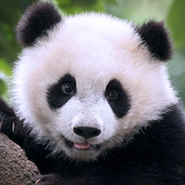 大熊猫狩猎(The Panda) 1.0.2